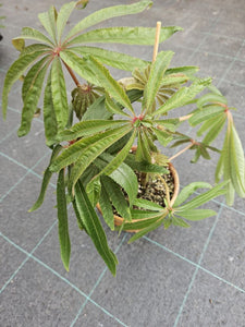 Begonia Luxurians grande