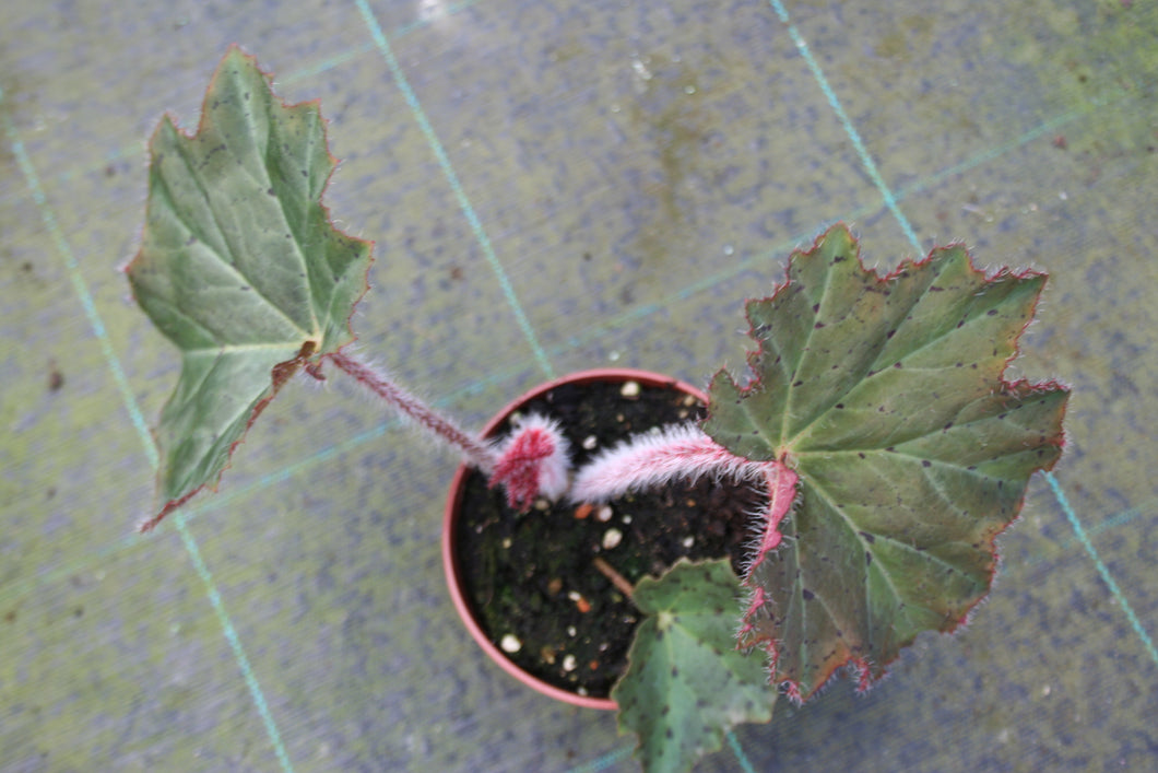 Begonia Fuscumaculata grande