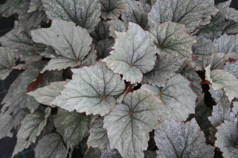 Begonia Yukon frost grande