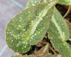 Begonia Lavarta