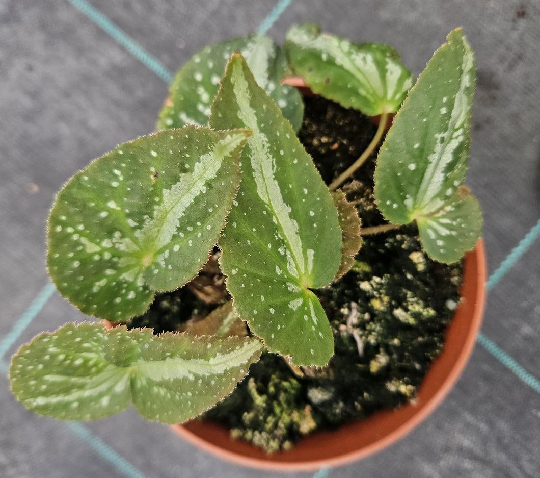 Begonia Lavarta