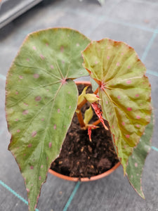 Begonia Malaschosticta
