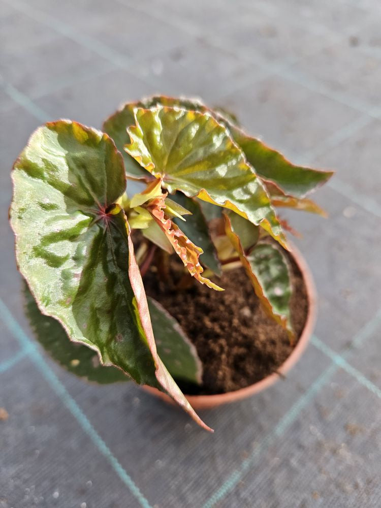 Begonia Malaschosticta