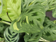 Cargar imagen en el visor de la galería, Maranta leuconeura ‘Kerchoveana’ variegata