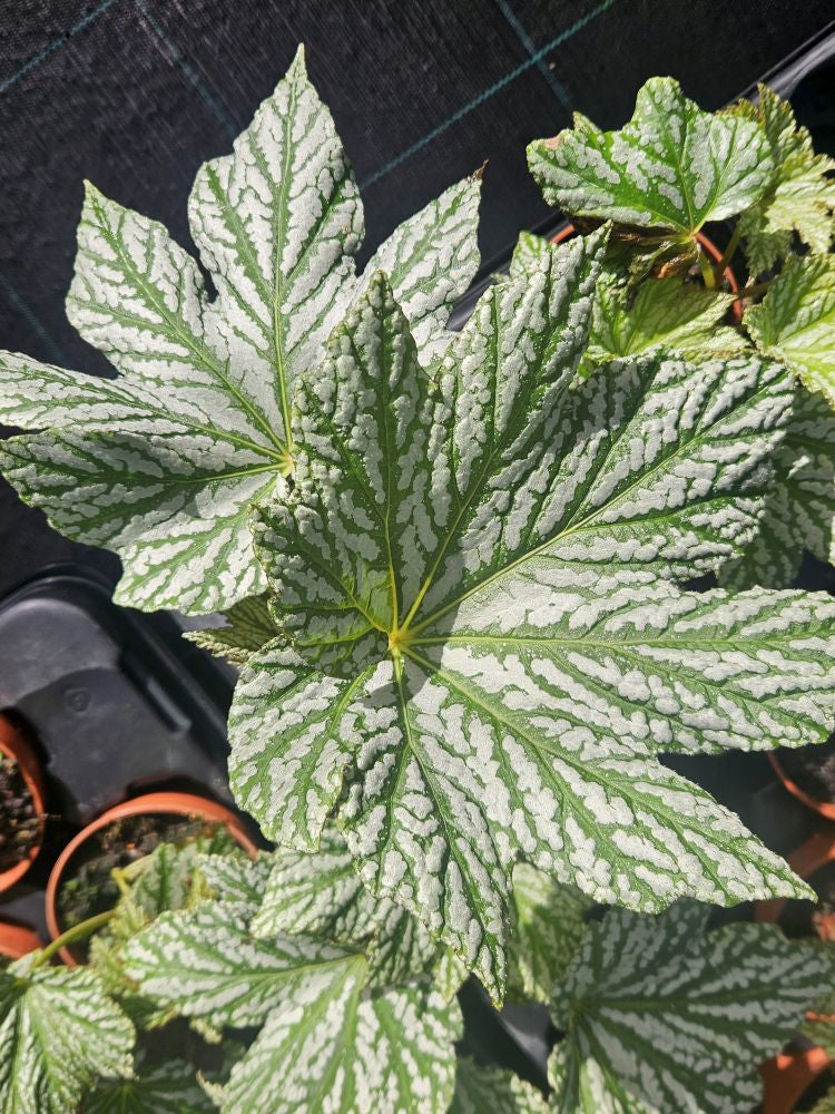 Begonia Silver Maples