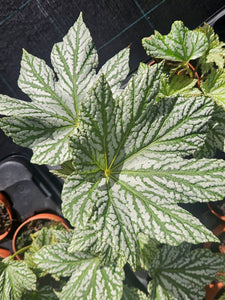 Begonia Silver Maples mediana