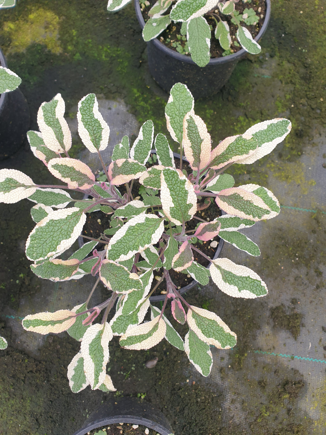 Salvia officinalis purpura