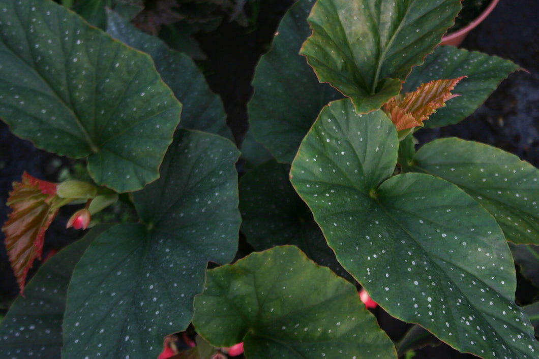 Begonia Aconitifolia spectrum