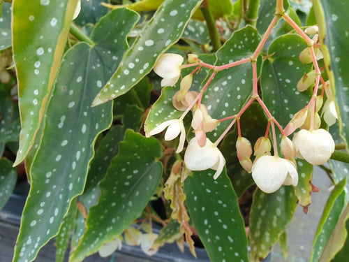 Begonia Albo Picta
