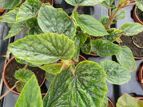 Begonia Allery