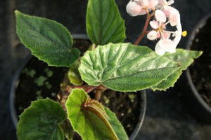 Begonia Allery grande
