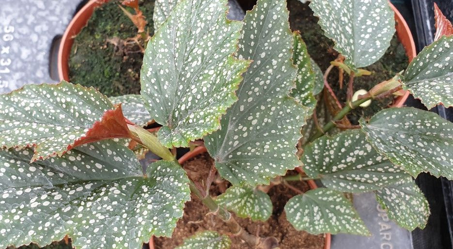 Begonia Argenteo Guttata