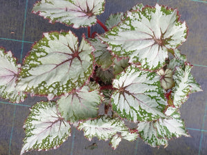 Begonia Asian Tundra