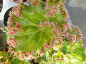 Begonia Bunchii
