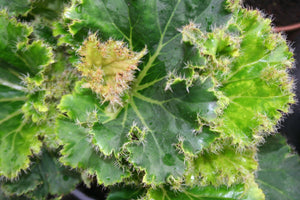 Begonia Crista verde