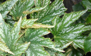 Begonia Diadema