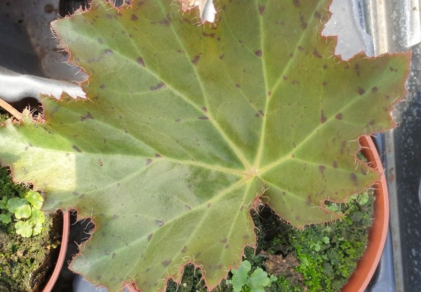 Begonia Fuscomaculata