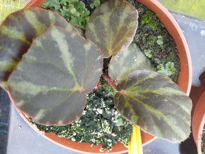Begonia Gironellae