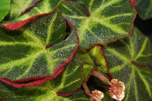 Begonia Glaziovii   Soli Mutata