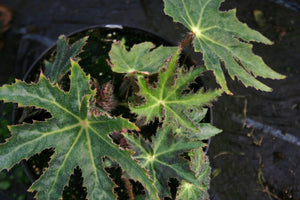 Begonia Heracleifolia Nigriicans