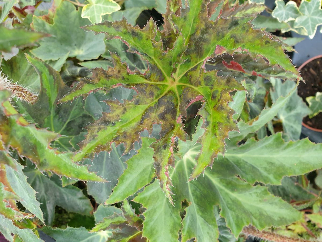 Begonia Heracleifolia grande