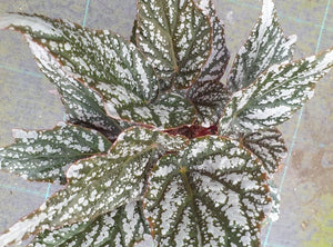 Begonia Jolly Silver grande