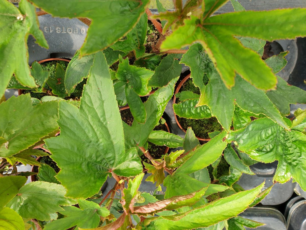 Begonia Luxurians var. Zresenhenne grande