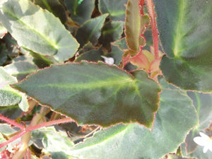 Begonia Magdelene Madsen grande
