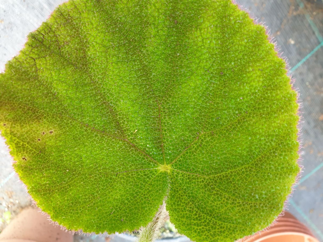 Begonia masoniana jungle grande