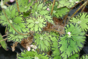 Begonia Persian Brocade grande