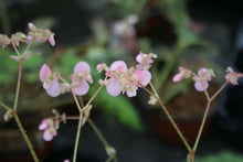 Cargar imagen en el visor de la galería, Begonia Persian Brocade