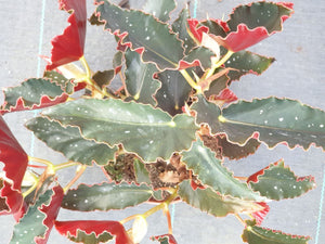 Begonia Pinafore spot