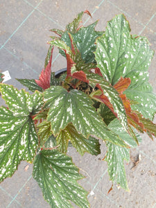 Begonia Platanifolia