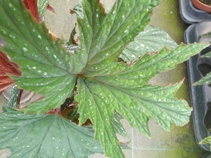 Begonia Platanifolia