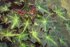 Begonia Rayon vert