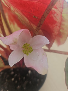 Begonia Burkillii