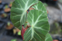 Cargar imagen en el visor de la galería, Begonia Angularis