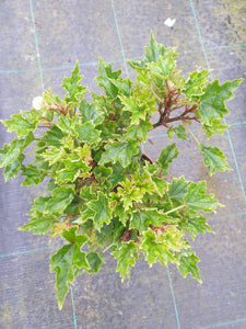 Begonia Dragei Partita bonsai grande