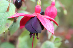 Fuchsia Maxima