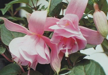 Fuchsia Pink Galore