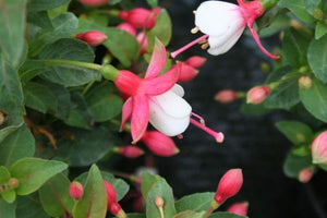 Fuchsia Tinny