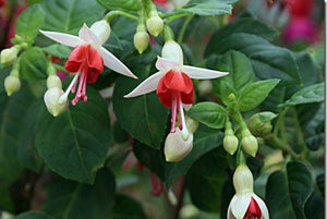 Fuchsia Galardiel