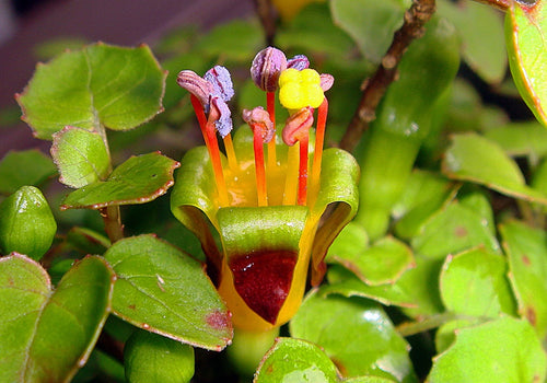 Fuchsia Procumbens