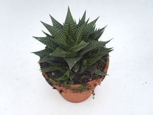 Hawortia Limifolia