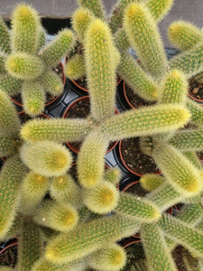 Cleistocactus winteri  cola de mono espina amarilla