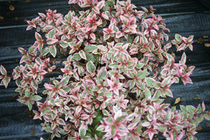 Fuchsia Corallina variegata