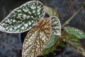 Begonia Snowcap