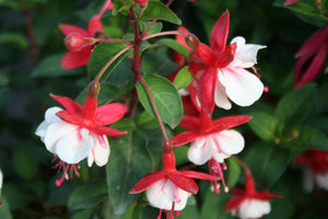 Fuchsia Spring Bells