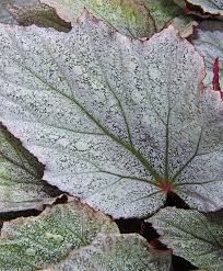 Begonia Yukon frost